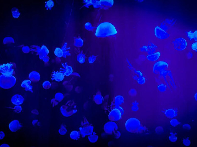 水质微生物检测仪生产厂家